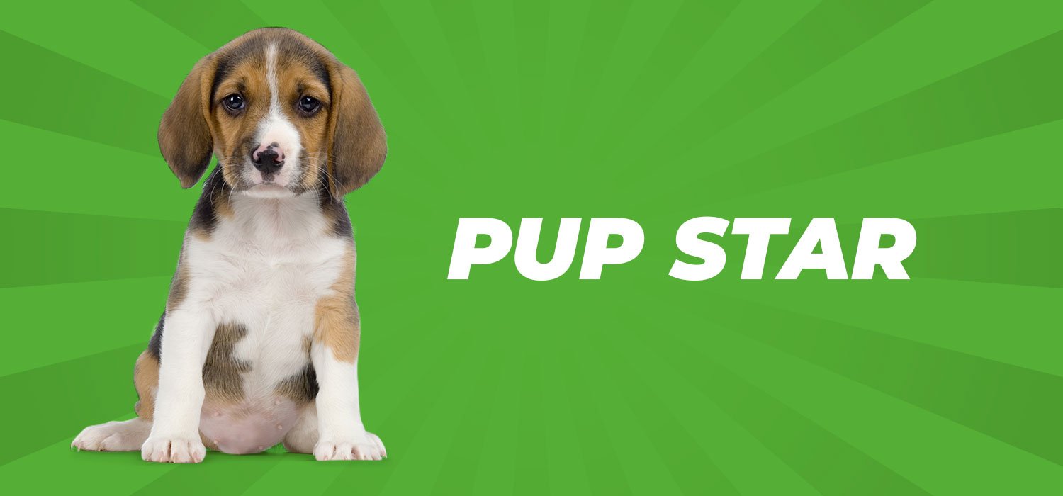 puppy with pupstar text