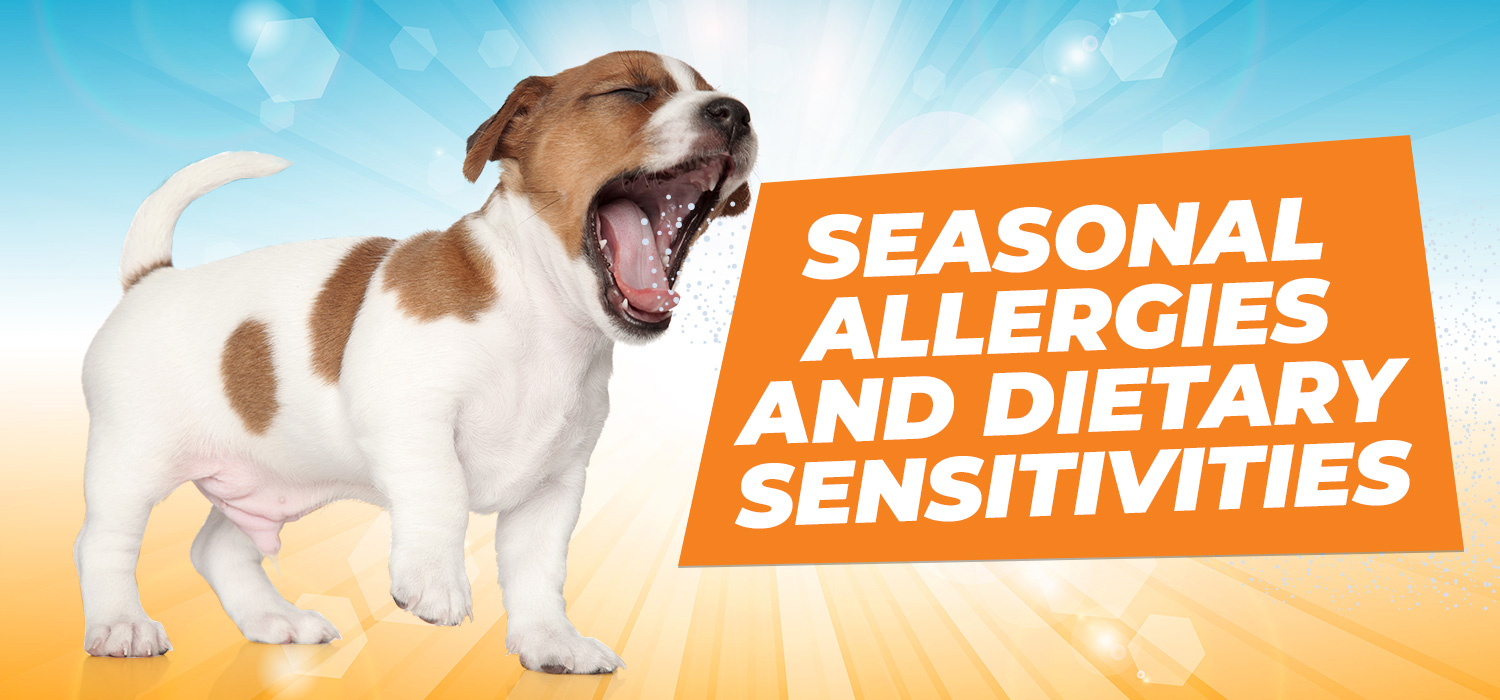 dog with text saying seasonal allergies
