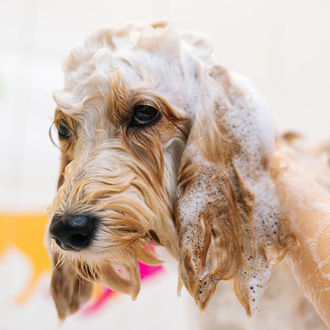 dog using shampoo