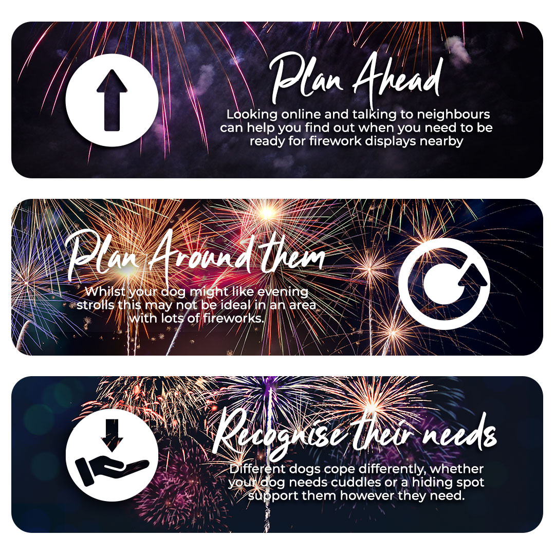 guy fawkes firework advice for dogs
