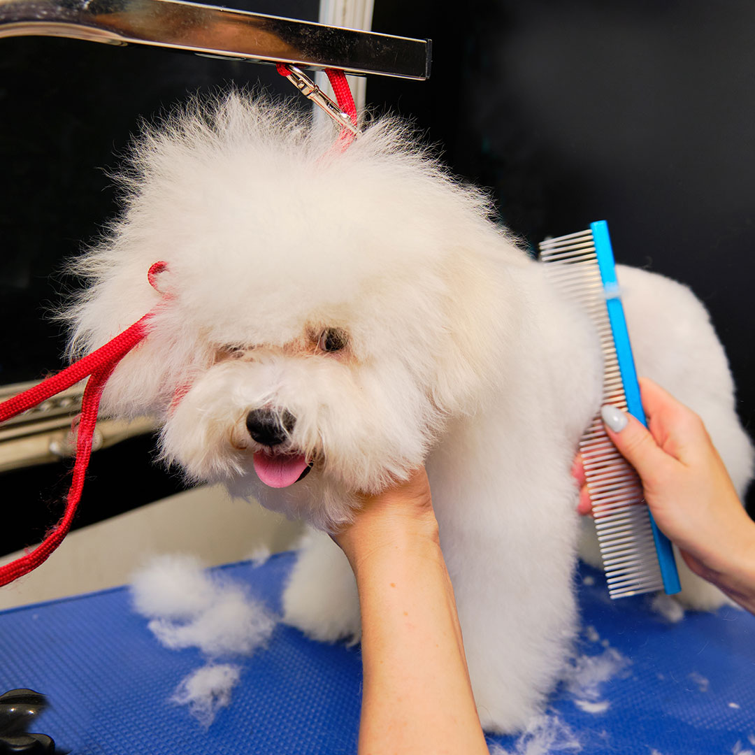 dog being groomed