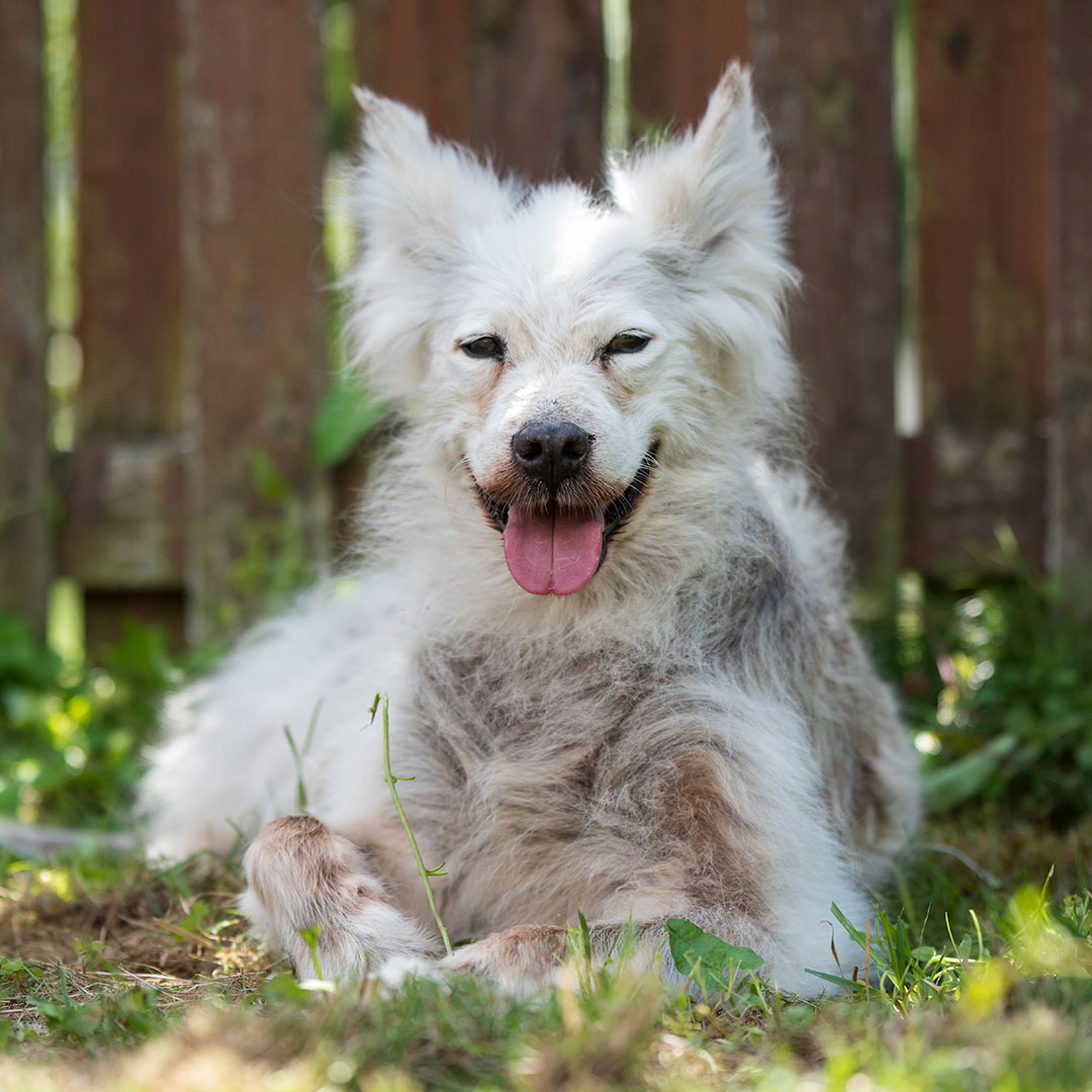 dog suffering from allergies