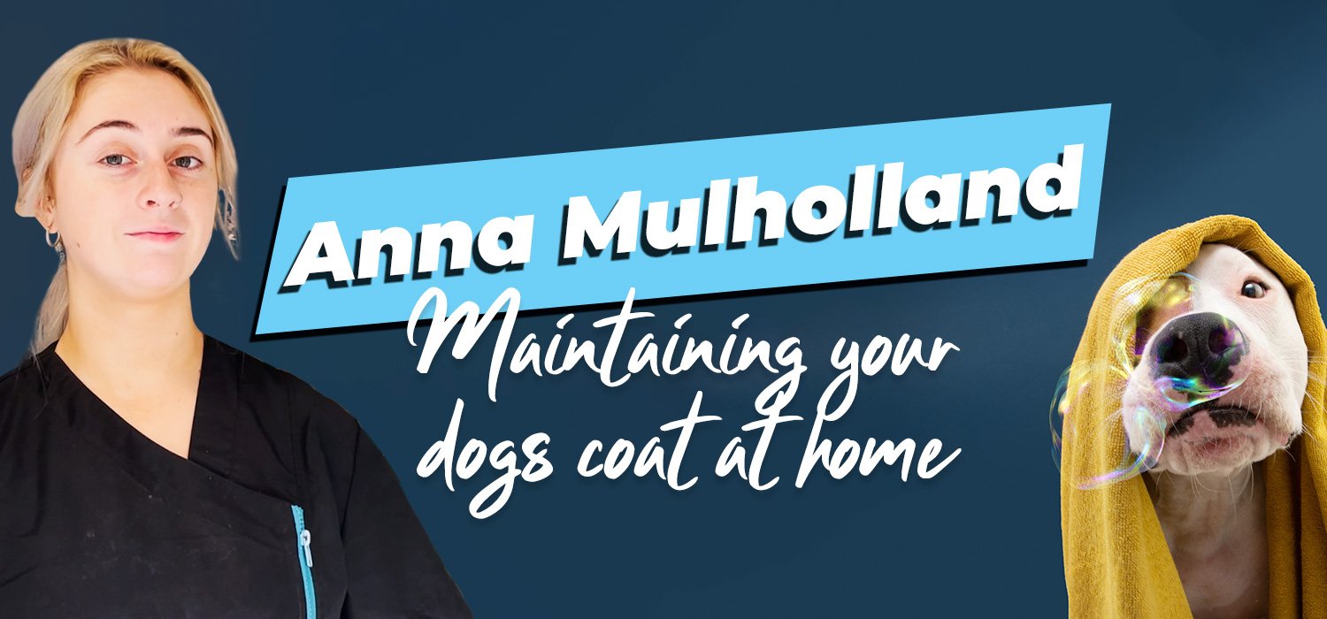 anna mulholland maintaining your dogs coat