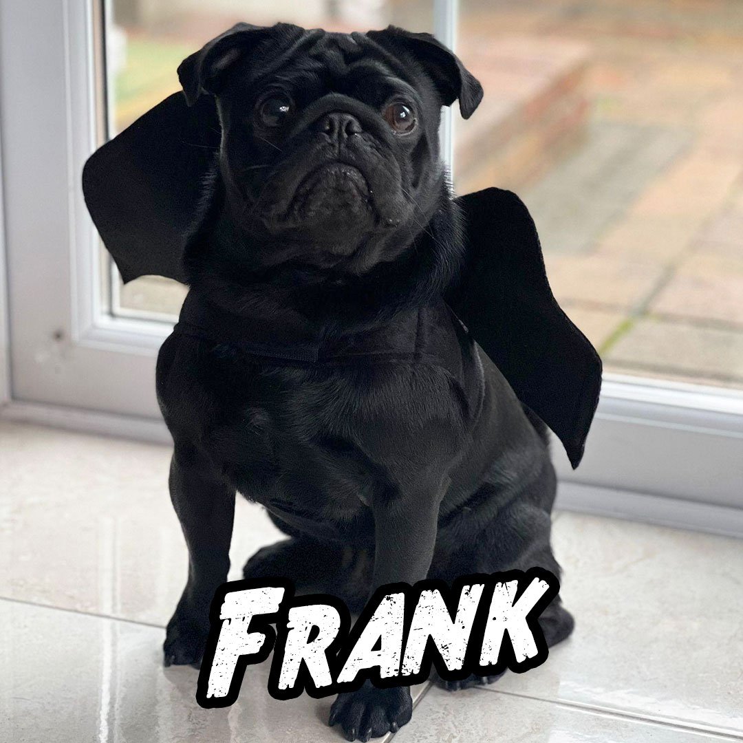 Frank the Pug