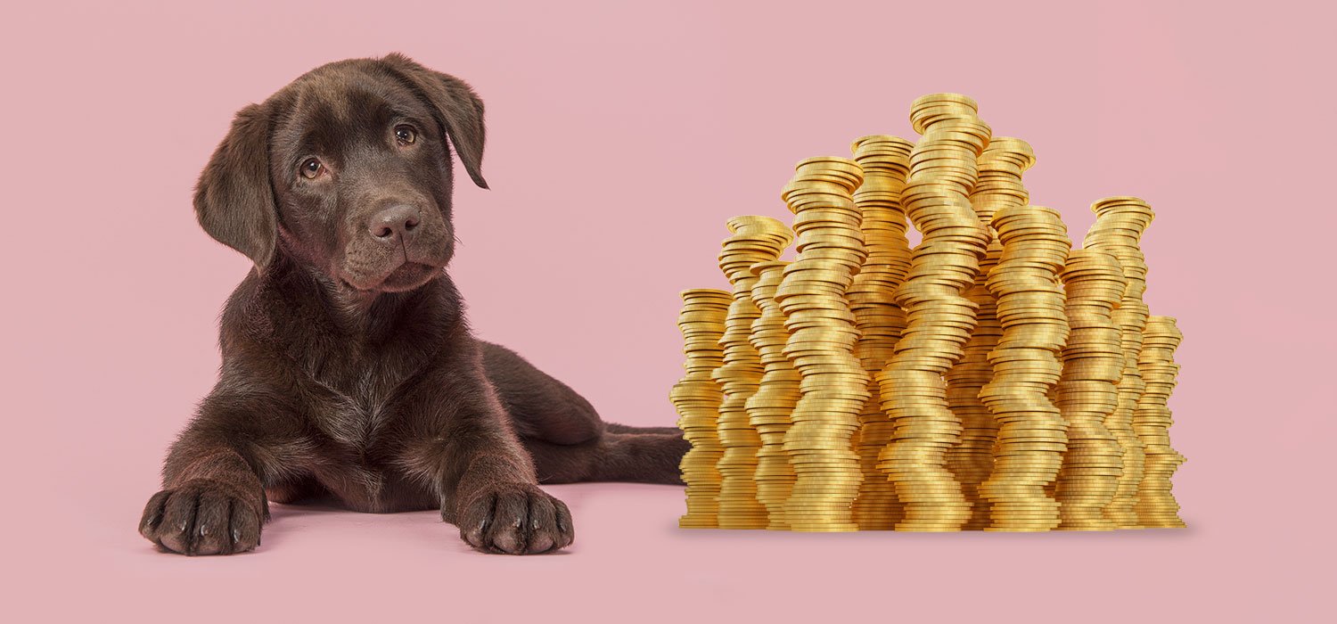 dog with money