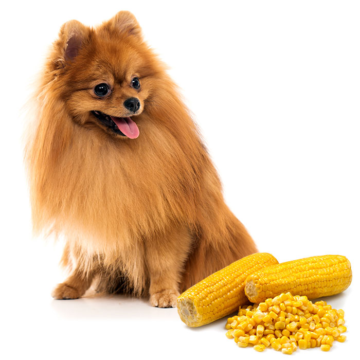 dog corn allergy