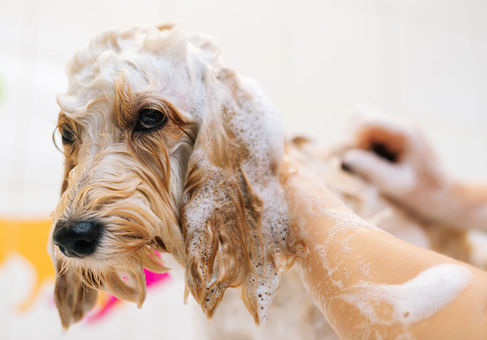 dog being bathed