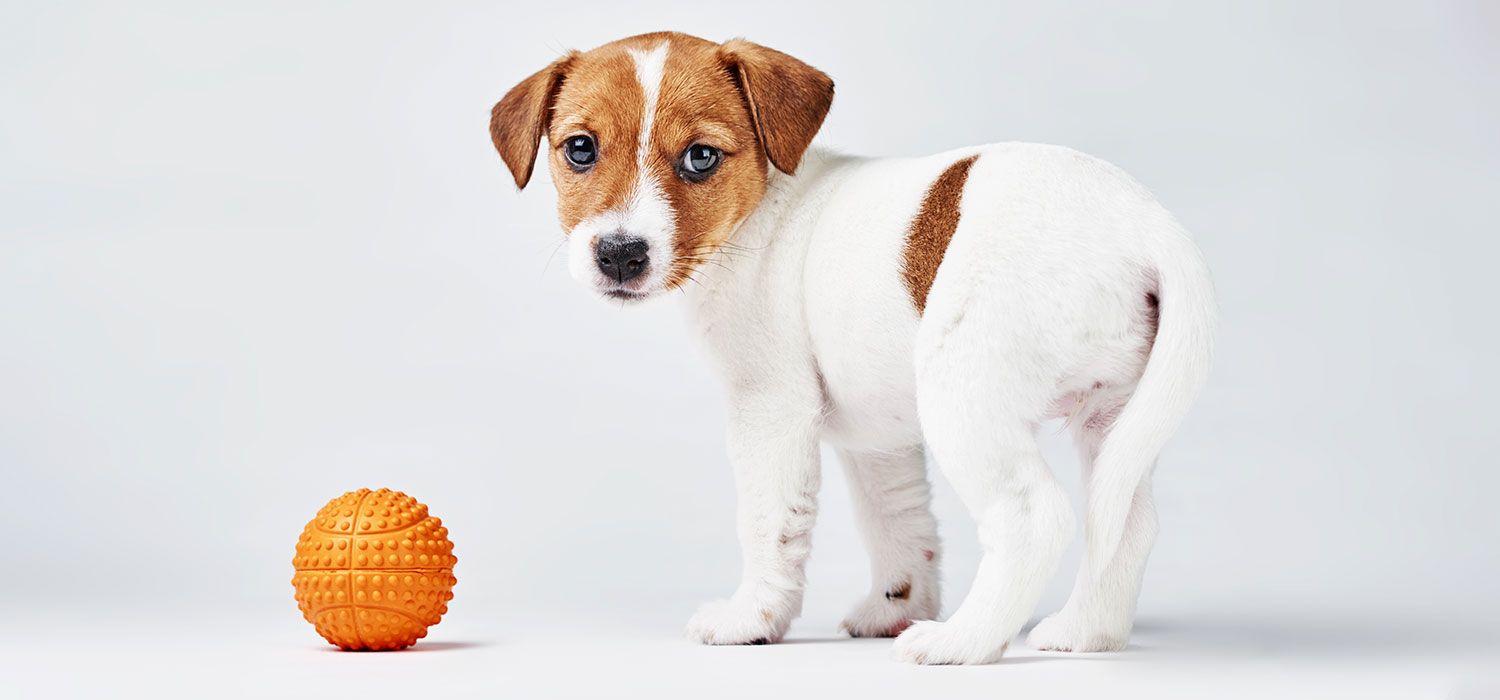 dog distracted by ball