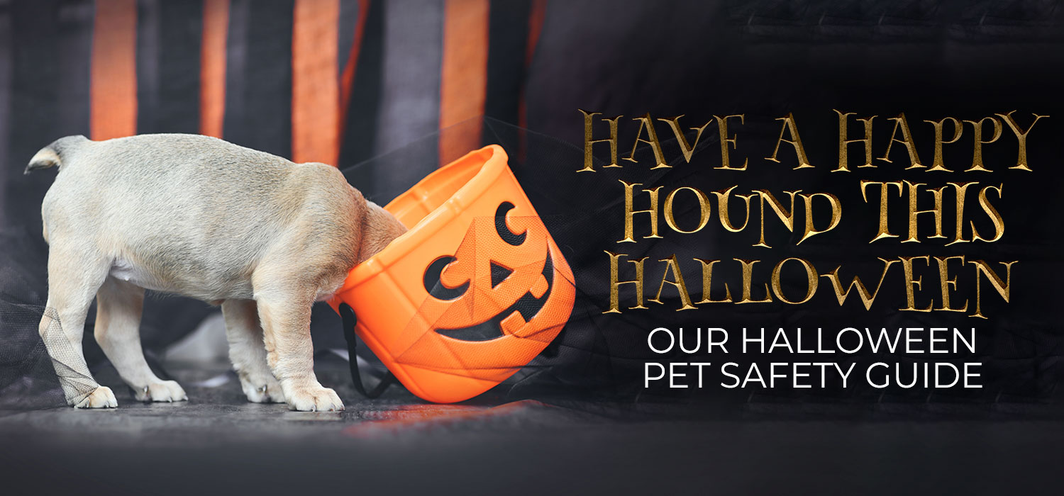 Have a Happy Hound this Halloween - Our Halloween Pet Safety Guide