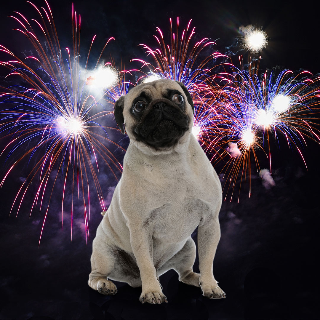 dog scared of fireworks