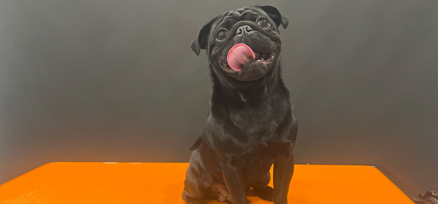 black pug on black background