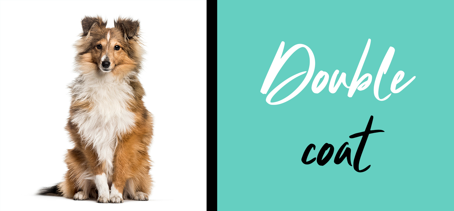 rough collie with words double coat