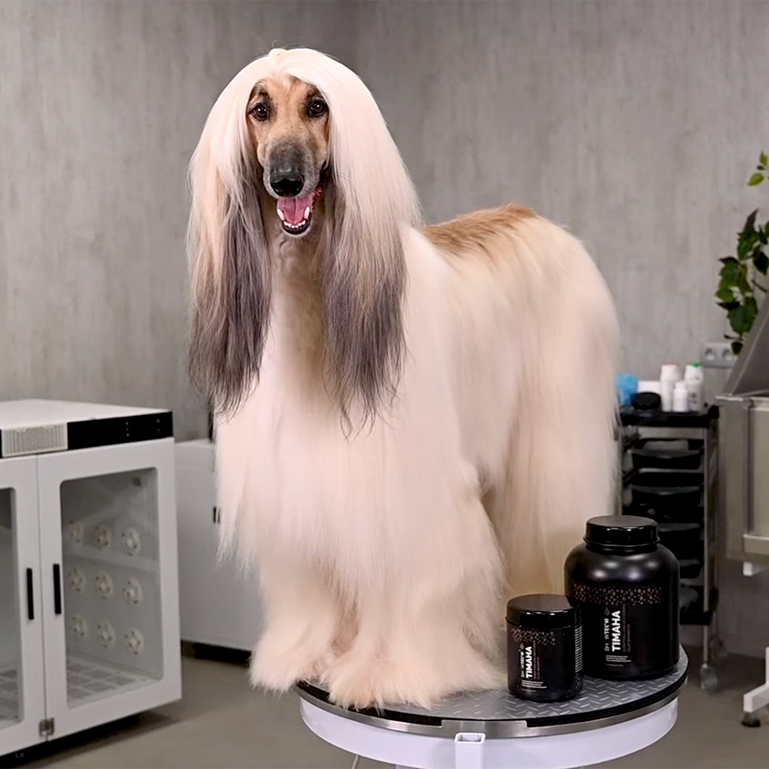 long hair dog with timaha clay
