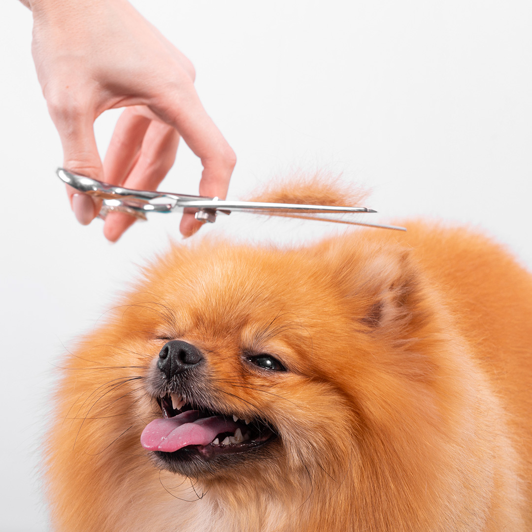 brushing and trimming