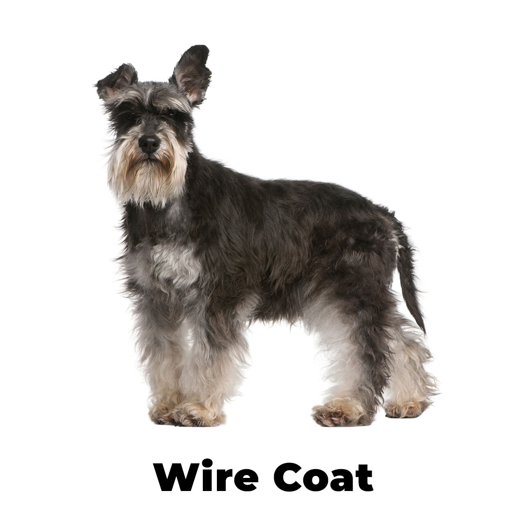 Wire Coat