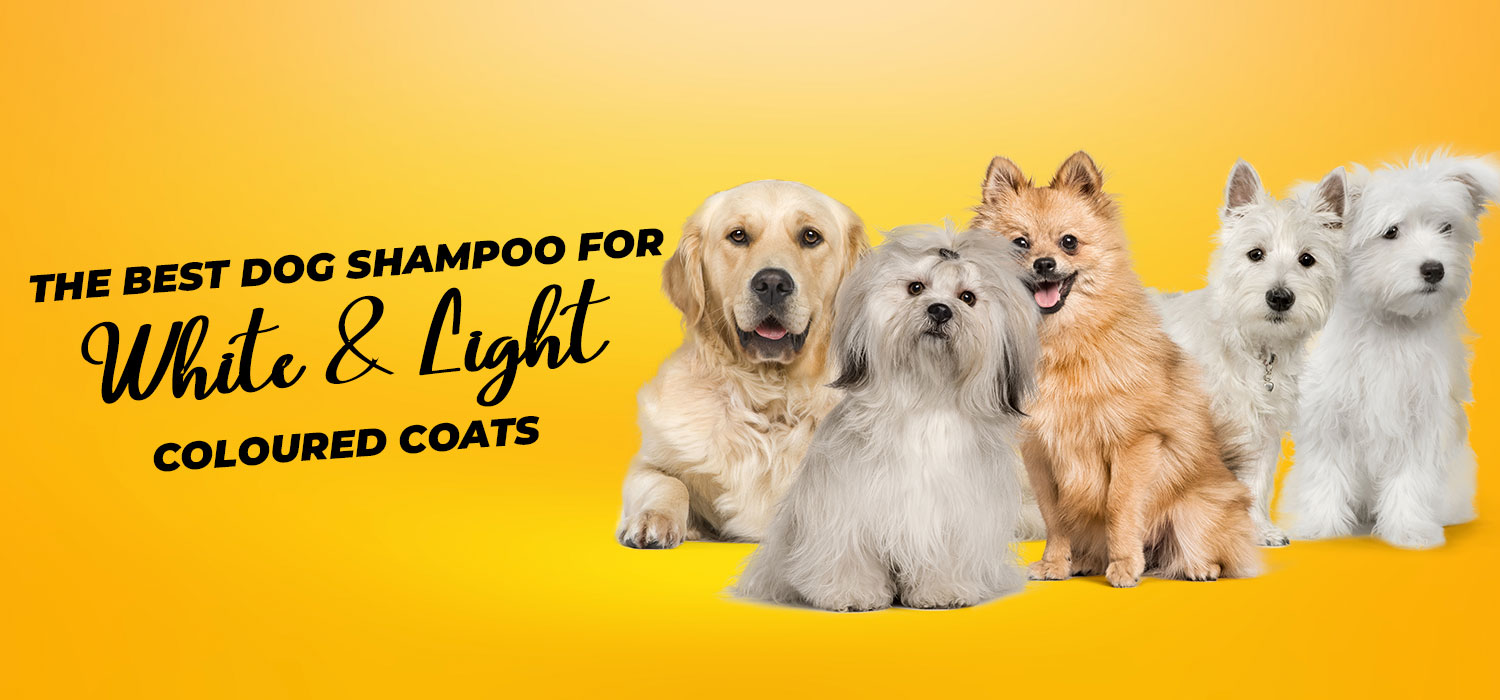 best dog shampoo white light coats