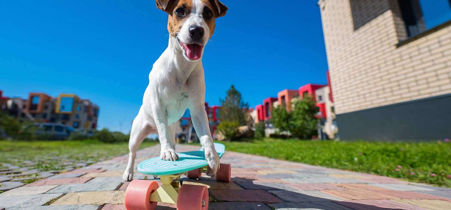 Skateboard dog