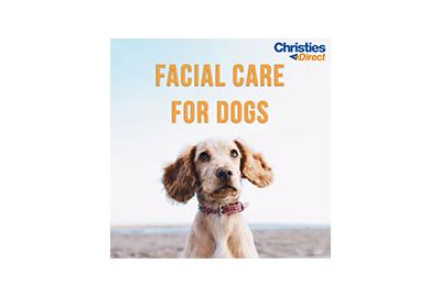 Facial Care for Dogs