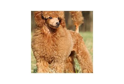 Curly & Woolly Coated Breeds