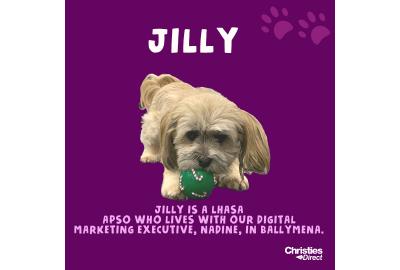 Blog - Meet the Team  - Jilly the Lhasa Apso