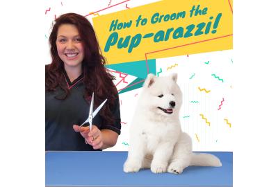 How to Groom the Pup-arazzi