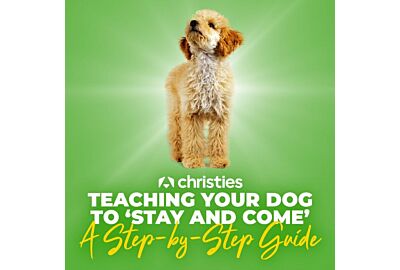 Teaching your Dog to ‘Stay and ‘Come: A Step-by-Step Guide