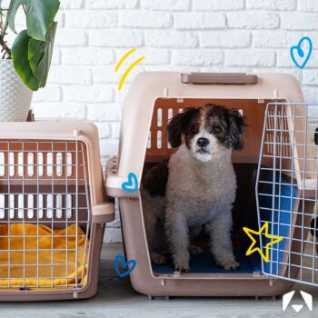 adorable bichon frise dog crate trained positioned next to pet travel carrier against brick wall backdrop with copy space