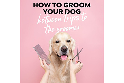 How to Groom Your Dog Between Trips to the Groomer