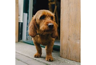 Flohbefall beim Hund - Richtiger Umgang im Hundesalon und wichtige Tipps für Zuhause