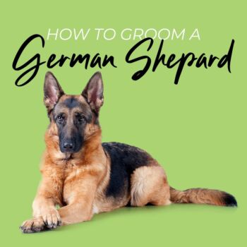 Master the Art of Grooming your German Shepard 