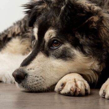 Tipps für die Pflege ängstlicher und gestresster Hunde im Hundesalon