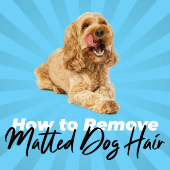 How to Remove Matted Dog Hair
