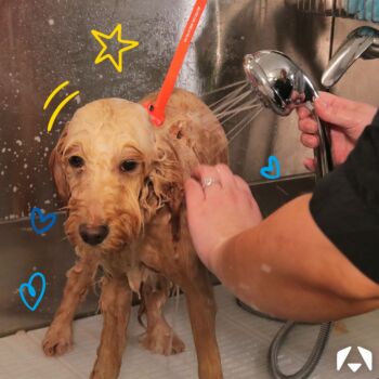 Squeaky Clean: Top Pet Grooming Shampoos from Christies 