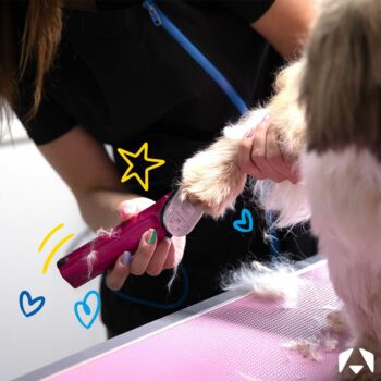 Wonder Wahl; Pioneering Pet Grooming Excellence with Top Products from Christies