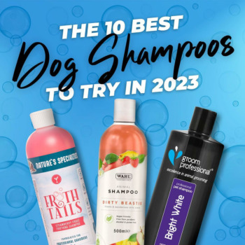 10 Best Dog Shampoos to Try in 2023