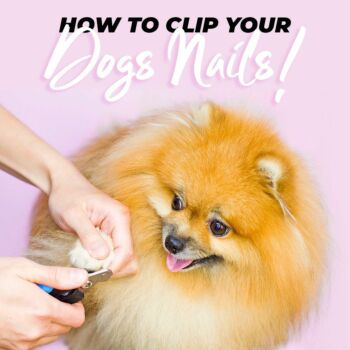 The Complete Guide to Cutting Your Dog's Nails at Home