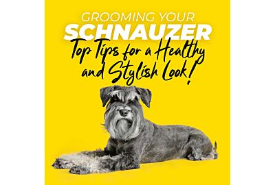 Grooming Your Schnauzer: Top Tips for a Healthy and Stylish Look
