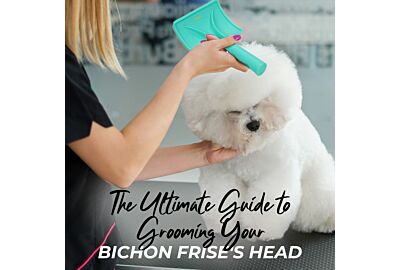 The Ultimate Guide to Grooming Your Bichon Frise's Head