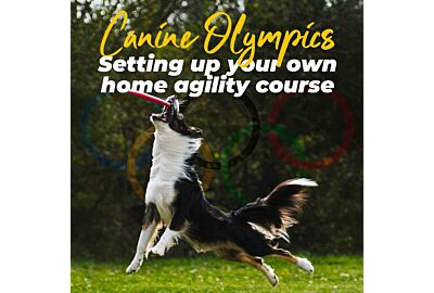 Canine Olympics: Setting up Your Own Backyard Agility Course
