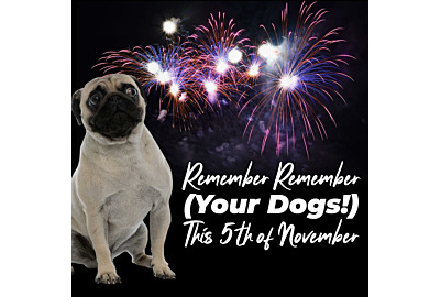 Remember Remember (Your Dogs!) This 5th of November
