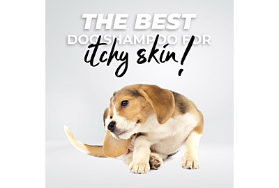 The Best Dog Shampoo for Itchy Skin
