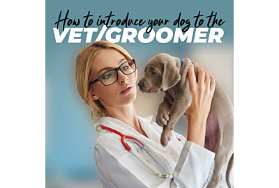 How to Introduce Your Dog to the Vet/Groomer
