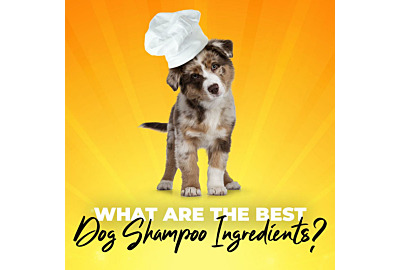 What are the Best Dog Shampoo Ingredients?