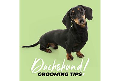 Top Tips for Grooming your Dachshund 