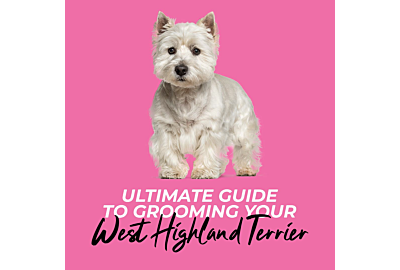 Ultimate Guide to Grooming Your West Highland Terrier: From Basics to Shine 