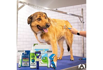 Shedding Season: Your Guide to Deshedding Your Dog's Coat   