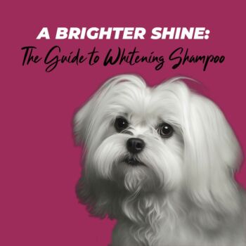 A Brighter Shine: The Guide to Whitening Dog Shampoo
