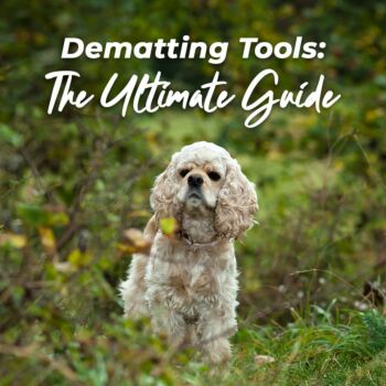 Dematting 101: The Ultimate Guide to Safe and Efficient Dog Grooming