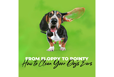 From Floppy to Pointy - How to Clean Your Dog’s Ears