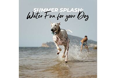 Summer Splash: Ideas for Water Fun with Your Dog